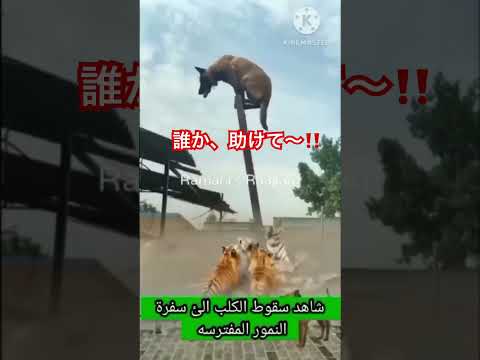 助けて〜！　#shorts #short #動物　#危機　#おもしろ動画