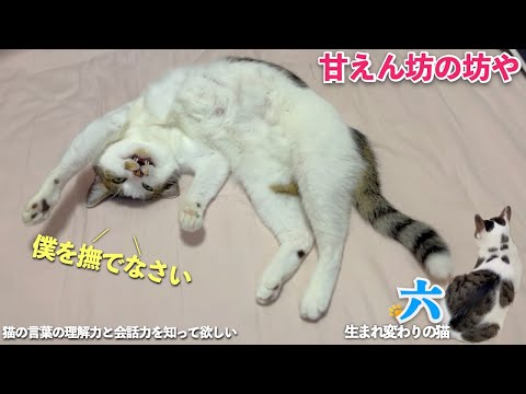 【猫と人のまるで親子の日常(会話)】甘えん坊が止まらない愛猫に今週もおしゃべり猫の六との穏やかな日常 | [生まれ変わりの猫] 六