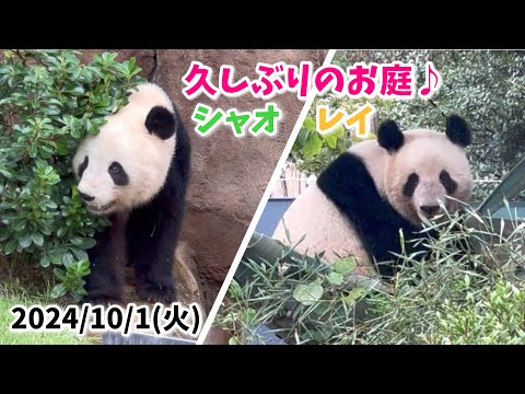 【久しぶりのお庭🌱シャオくん＆レイちゃん🐼🐼】〜2024/10/1(火)上野動物園〜