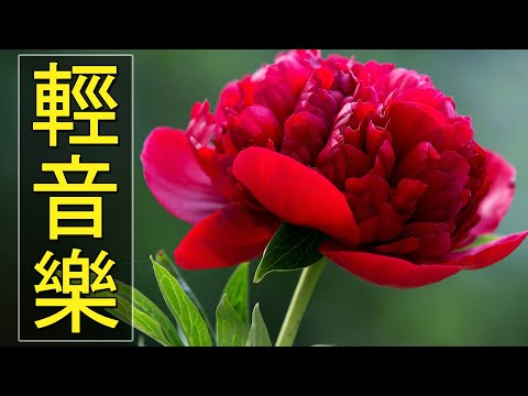 【非常好听】🎷🎷週末聽50首最好的老音樂 🌺早上最適合聽的輕音樂 🎵 每天調心洗滌心性 - 薩克斯風 - 無廣告音樂  - 轻音乐 - 探戈老歌 Old Taiwanese Music