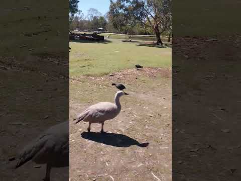 An old goose in the sun.阳光下的一只老鹅。#goose #animals #nature #鹅 #动物