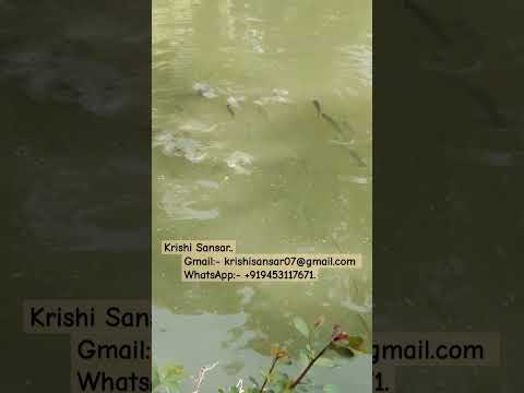 Fish Food || Pond Fish Eating Food ||Village Fishing|| मछली चारा || #shorts .