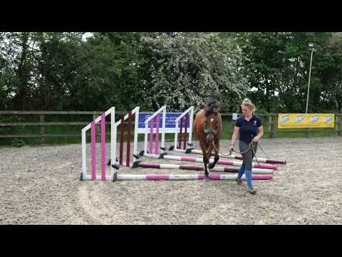 Horse Exercises | Fan of Poles in Hand – Outer Raised