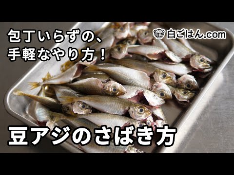 包丁いらずの豆アジのさばき方／10㎝程度の小アジを手でさばきます