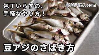 包丁いらずの豆アジのさばき方／10㎝程度の小アジを手でさばきます