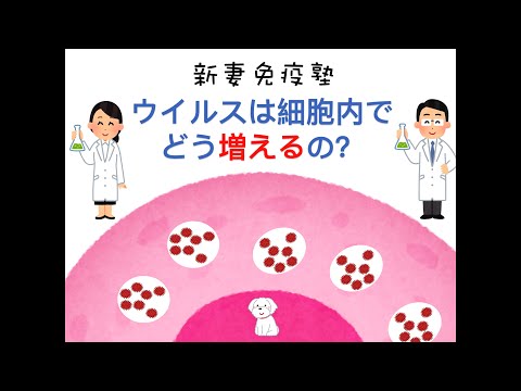 ③ーウイルスは細胞内でどう増えるの？ー