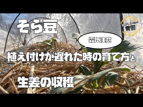 寒くなってから植え付ける【そら豆】の上手な育て方【農家の家庭菜園】【生姜の収穫】してみるとすごかった！？【有機】