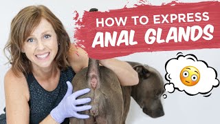 Dog Anal Glands: How To Express Them At Home