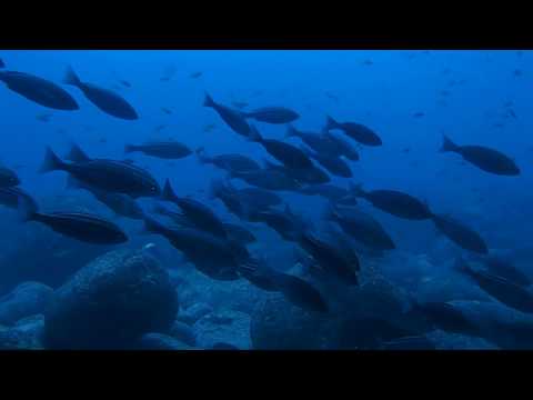 2019.5.18 雲見ファンダイブツアー01【海の境界ツアー報告】