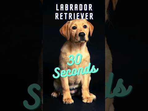 Labrador Retriever in 30 Seconds: 🐾🐶 #doglover #dogshorts #labrador #shorts