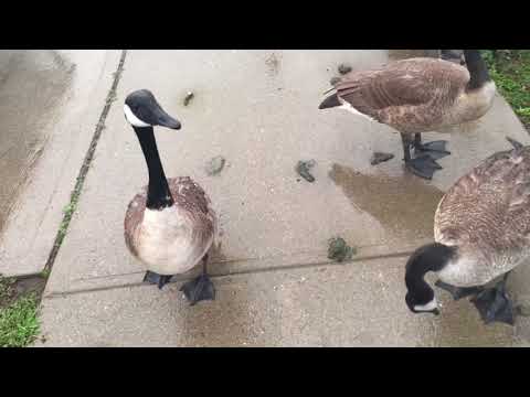 Surrounded by Geese