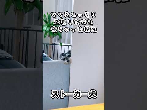 【ストーカー犬】ママを監視したまま寝ちゃった模様 #ペット動画 #犬のいる暮らし #癒し犬