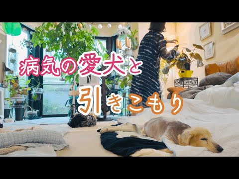 不安が病を生む？愛犬との闘病生活／お買い物事情はやっぱりネット♪