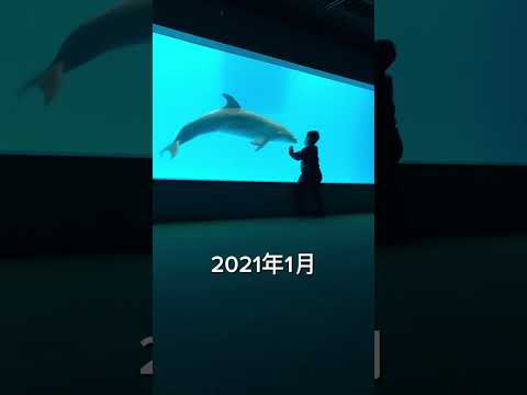 【ひさしぶり！Long time no see】#aquarium #수족관 #dolphin #돌고래 #friendship #우정 #tình bạn