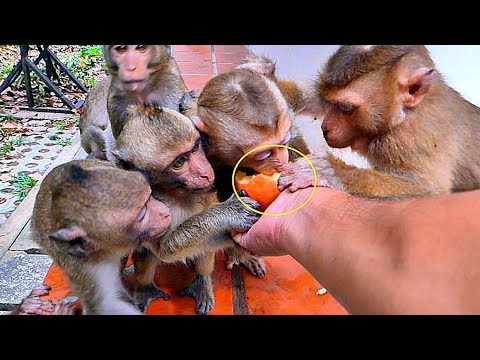 Wow Amazing..// Never seen Before, Tiny LEO, Jovi, Milla, Zuri Enjoy eating apples with Babies Amber