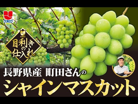 【目利きの仕入れ】町田さんのシャインマスカット