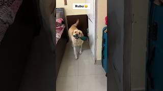 ve kamleya 😍 || labra rubi || #youtubeshorts #shorts #labrador #dog #funny #cute #trending #songs