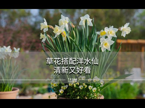 草花搭配洋水仙，清新又好看