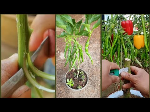 grafting hot pepper-how to #potting #garden