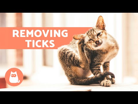 6 HOME REMEDIES for TICKS in CATS 🐱🕷️ Are They Effective?