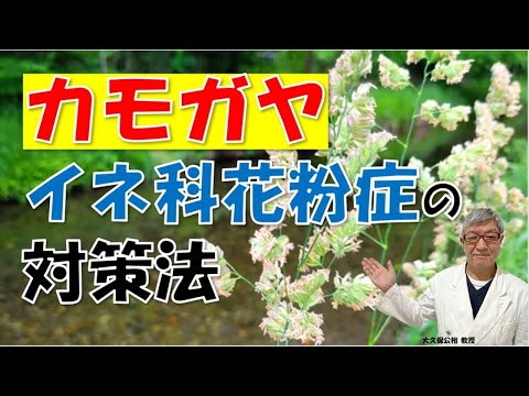 カモガヤアレルギーの人は他のイネ科にも反応⁉草の花粉症の対策法とは？大久保公裕先生がやさしく解説