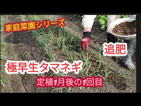 【極早生タマネギの追肥】定植後、1月目の追肥【家庭菜園シリーズ】