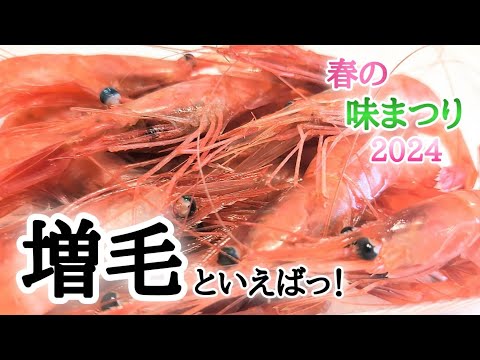 【北海道】増毛町の『春の味まつり』へ！新鮮なエビ・たこ・ホタテで増毛丼づくり🥢