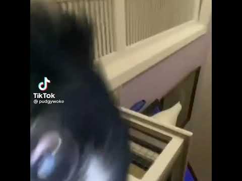 tiktok dogs | let me get a ouwah ouwãhh