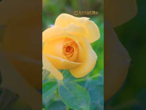 Beautiful yellow rose in home garden #shorts #yellowrose #flowers