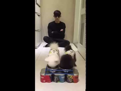 20150330 敖犬Facebook更新:「敖弟妹餵食秀」