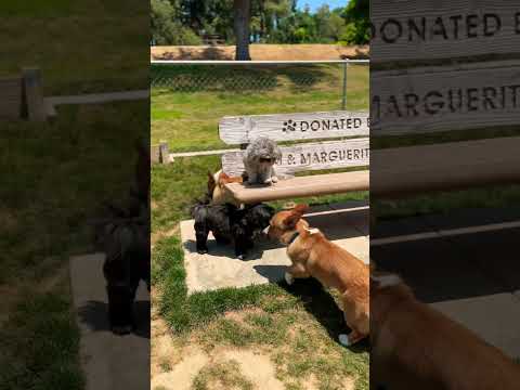 Playtime with the corgis#cutedogs