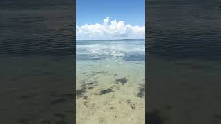 The clearest beach you’ll find in Miami! #shortsvideo #beachvacation #viral