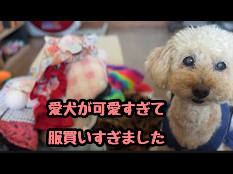 愛犬が可愛すぎて、服をかいすきたらタンスがパンパンになった😅