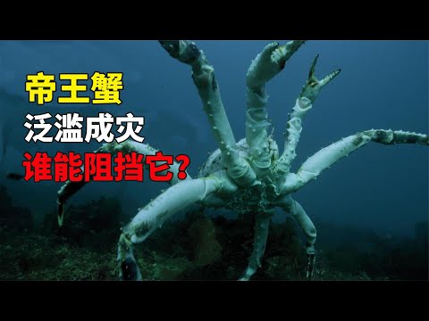 5000万帝王蟹入侵，或将称霸南极，谁能阻挡它的脚步？#动物世界 #自然传奇 #大自然 #動物 #動物故事 #野生動物 #動物反殺 #万物有光