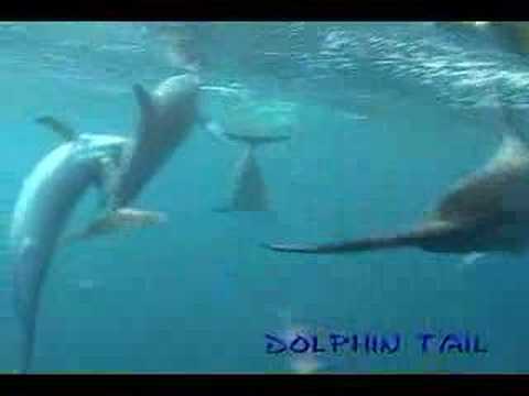 御蔵島イルカ　mikura Is. dolphin　071020　No．1