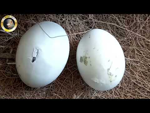 Pigeon's Chicks Born From Repaired Eggs | Egg Shell Repair | Pigeon Cote