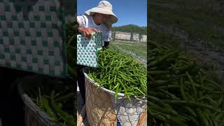 Beautiful Chili Harvest #satisfying #shortsvideo