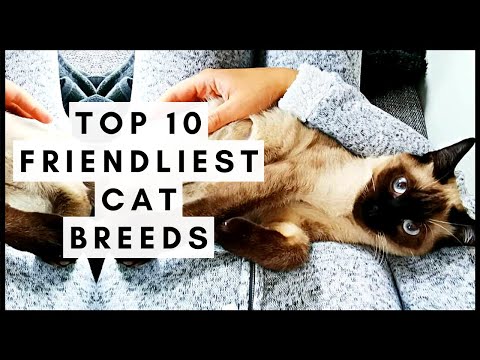 Top 10 Friendliest Cat Breeds