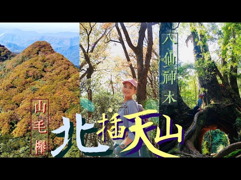 🍂黃金山毛櫸【北插天山】竟然走到心累？😮‍💨終於看見🌲此生最美神木【八仙神木】！