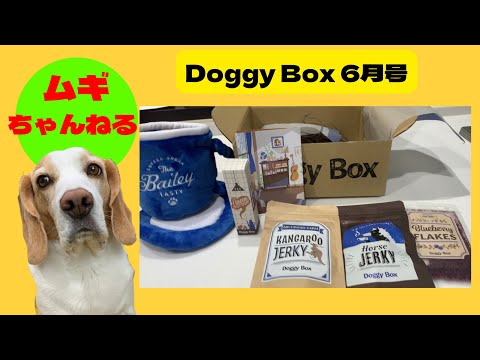 Doggy Box6月号届きました