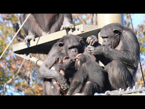 The Relationship Between Sijimi, Plum, and Berry　Tama Zoo Chimpanzee 202412