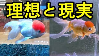 金魚を育てよう！金魚の理想と現実　室内飼育で肉瘤の発達した立派な金魚を育て上げることはできるのか！？