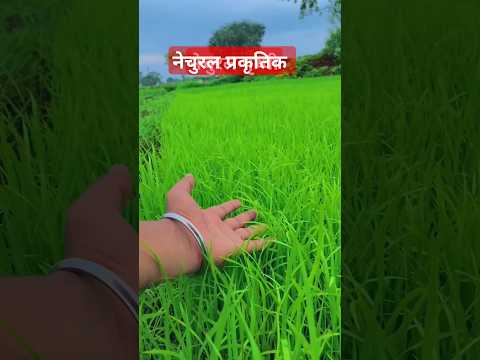 कहवा गई लड़कईया हो तनी हमके बताद #music #song #bollywood #hindisong