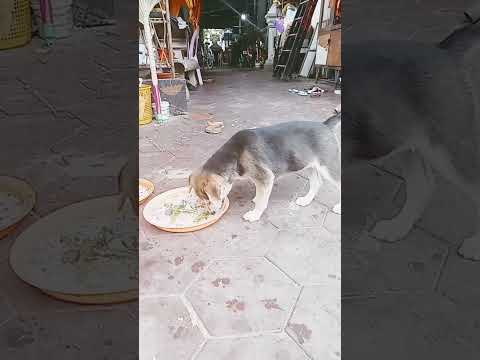 Puppies are eating breakfast #dogismylife #straydoglove #strayanimals #straydogslife #straydogs