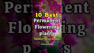 10 best all season flowering plants in India / permanent flower plants #shorts#floweringplants