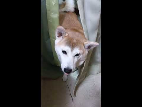 いないないば〜！柴犬アンちゃん