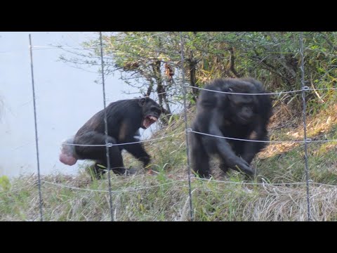 New Queen Sakura is born, Never! Alpha male is out of control! / 3 hours　Tama Zoo Chimpanzee 202412