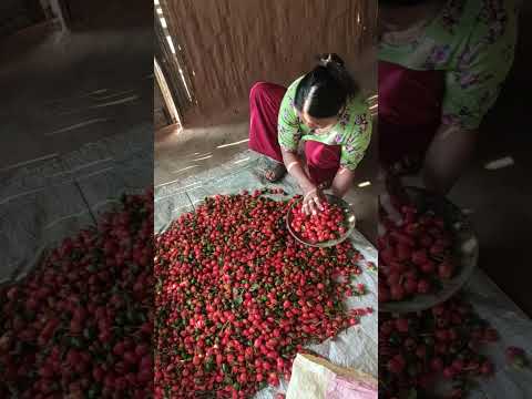 डल्ले खुर्सानिको Video आइसक्यो हेर्नू भयो त ?