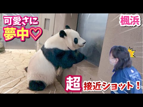 【パンダアイドル楓浜】帰宅前10分！超接近ショットに癒される🐼💕