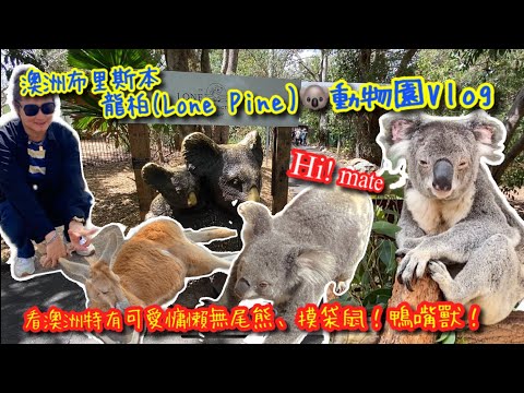 【KK Travel Vlog】澳洲自助旅🦘搭公車到布里斯本 Lone Pine動物園｜可愛無尾熊🐨 、餵袋鼠🦘 、鴨嘴獸、鸚鵡🦜 ｜Australia Travel Vlog 【記得開啟CC字幕哦】